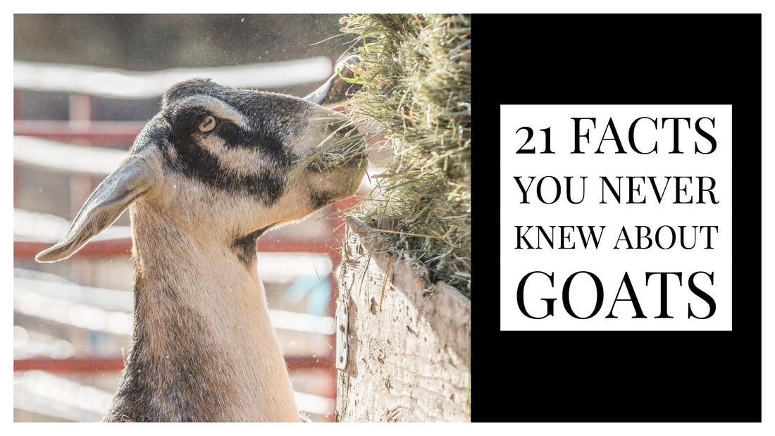 21 Facts You Never Knew About Goats