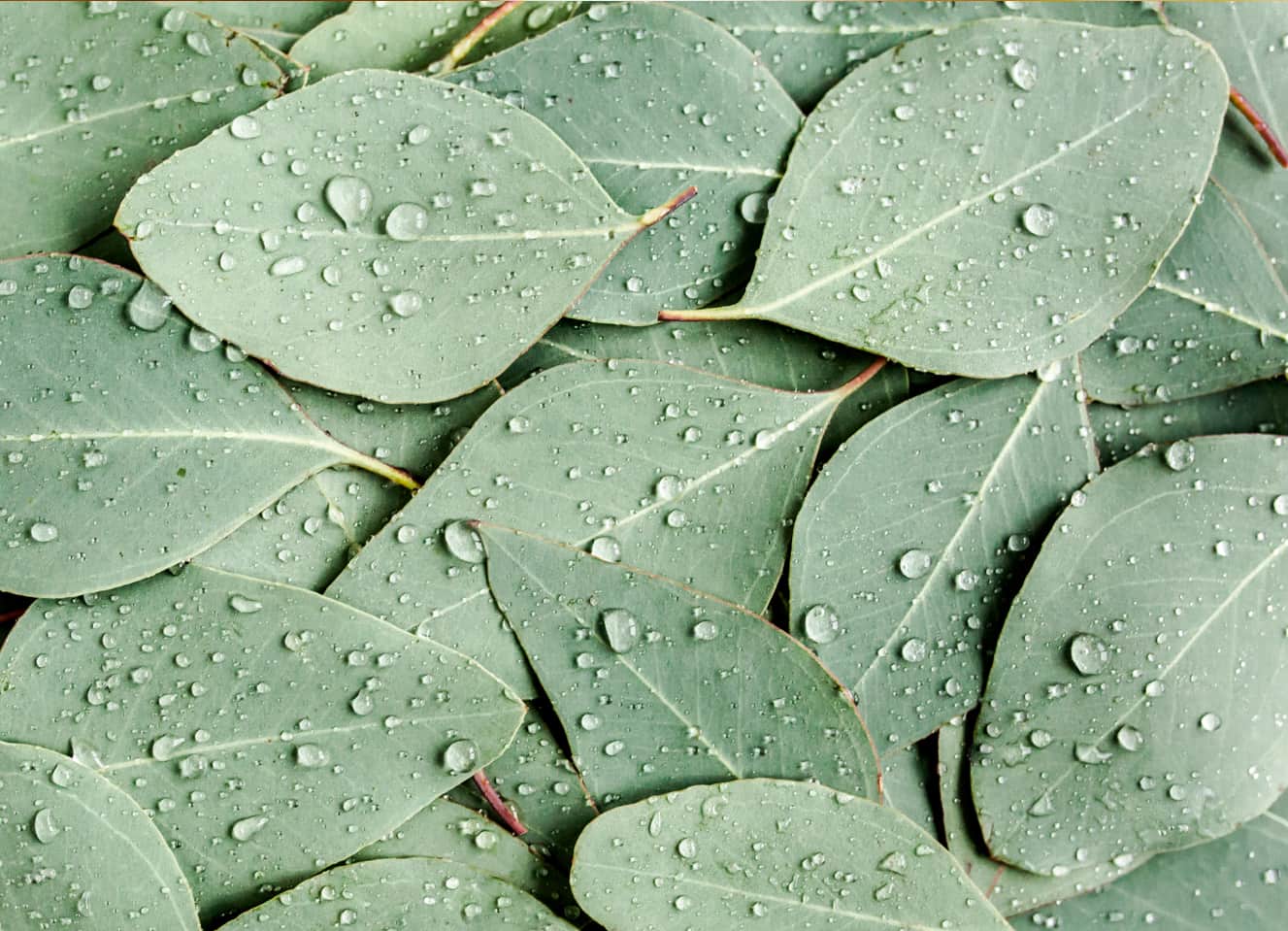 A close-up view of overlapping green leaves covered with water droplets, creating a fresh and natural texture.