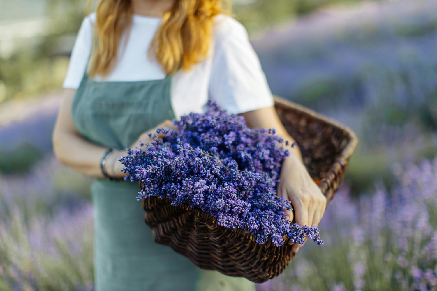 A woman in a white shirt and green apron holds a large brown basket filled with freshly picked lavender flowers in a blooming lavender field. Her face is not visible.