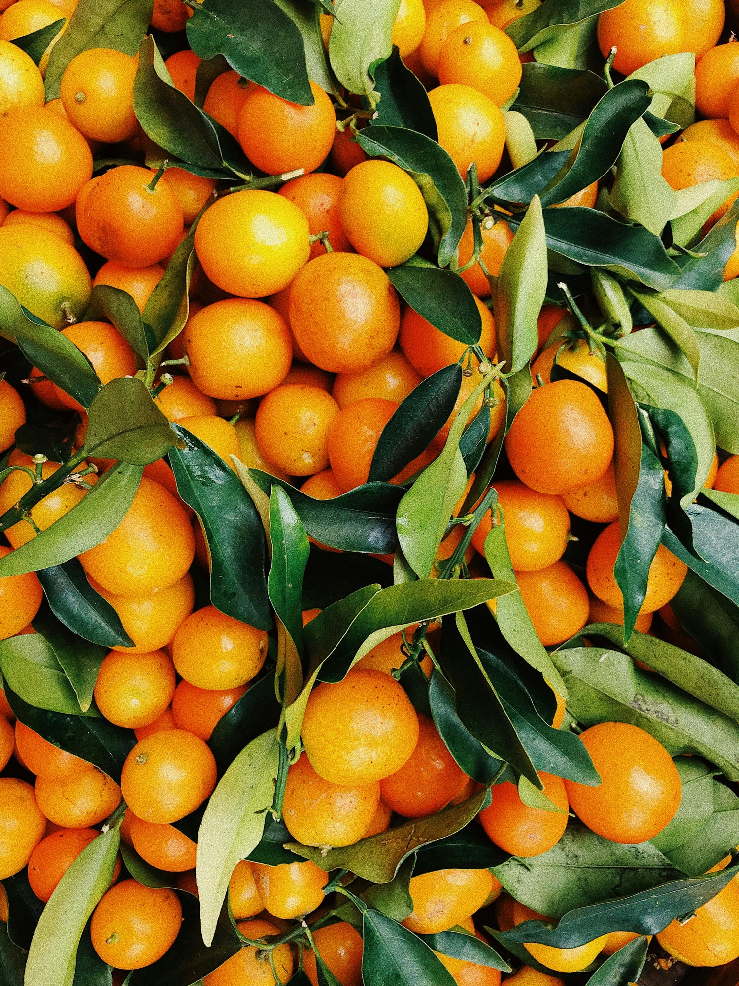 A large pile of fresh, bright orange tangerines with green leaves still attached, closely packed together.