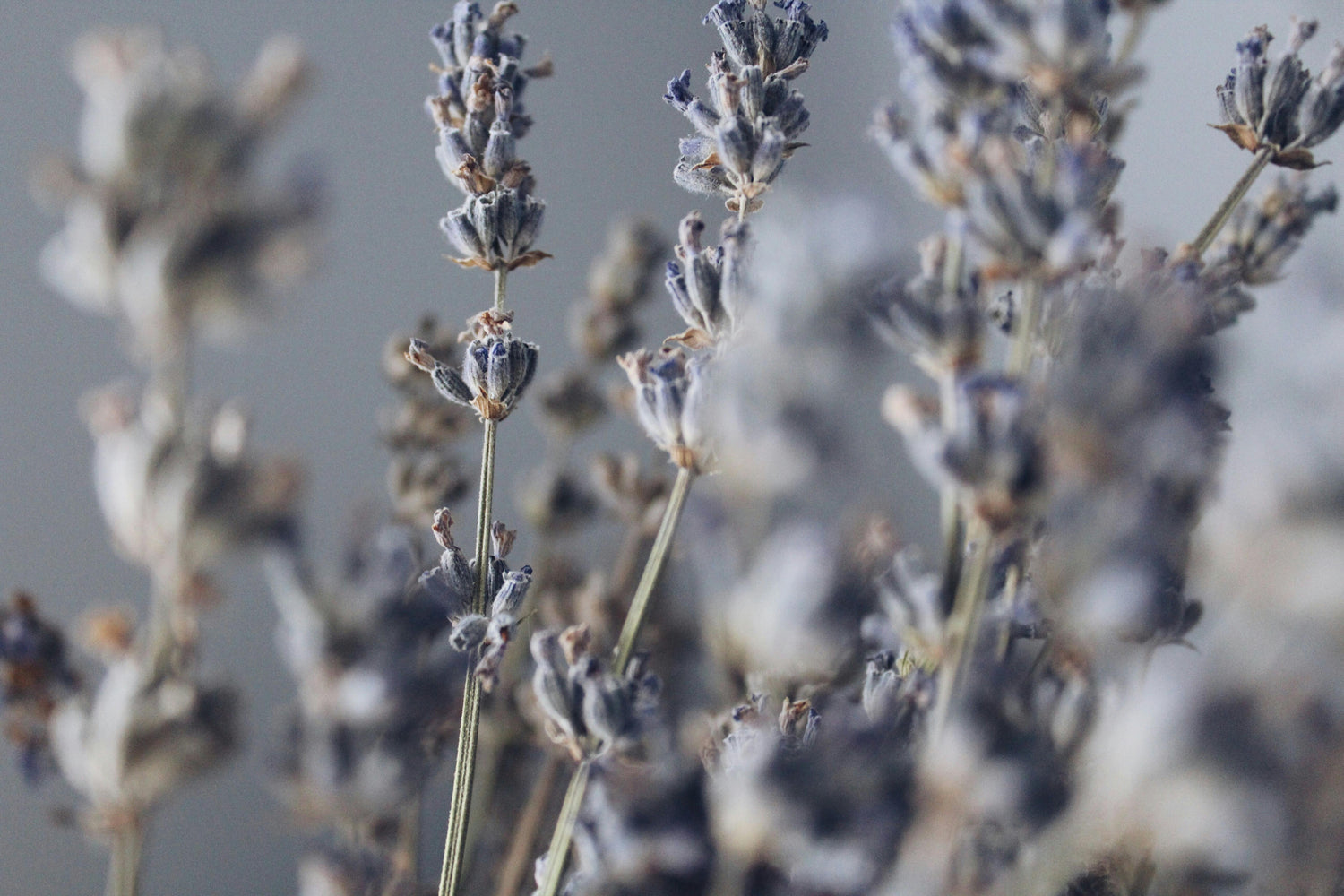 Close-up of dried lavender stems with delicate purple flowers, softly focused in the foreground and background, creating a calm and muted atmosphere.
