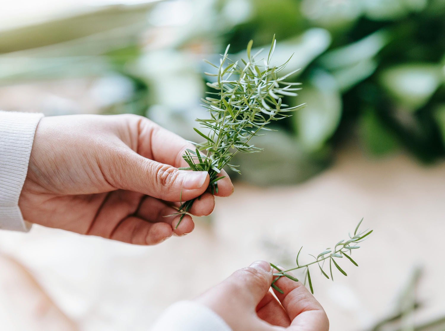 A person in a white sleeve holds and picks fresh rosemary sprigs, with a blurred background of green herbs and foliage.