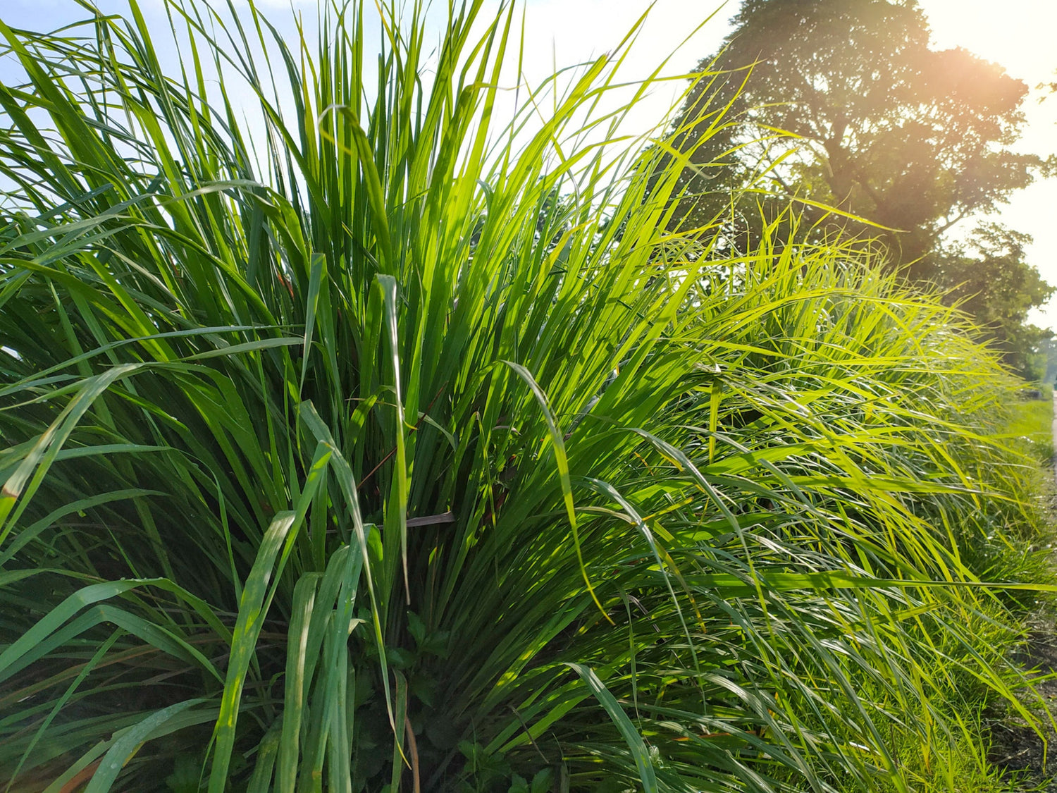 Tall, dense green grass grows under bright sunlight, with a large tree in the background and golden light shining through, creating a lush, vibrant outdoor scene.