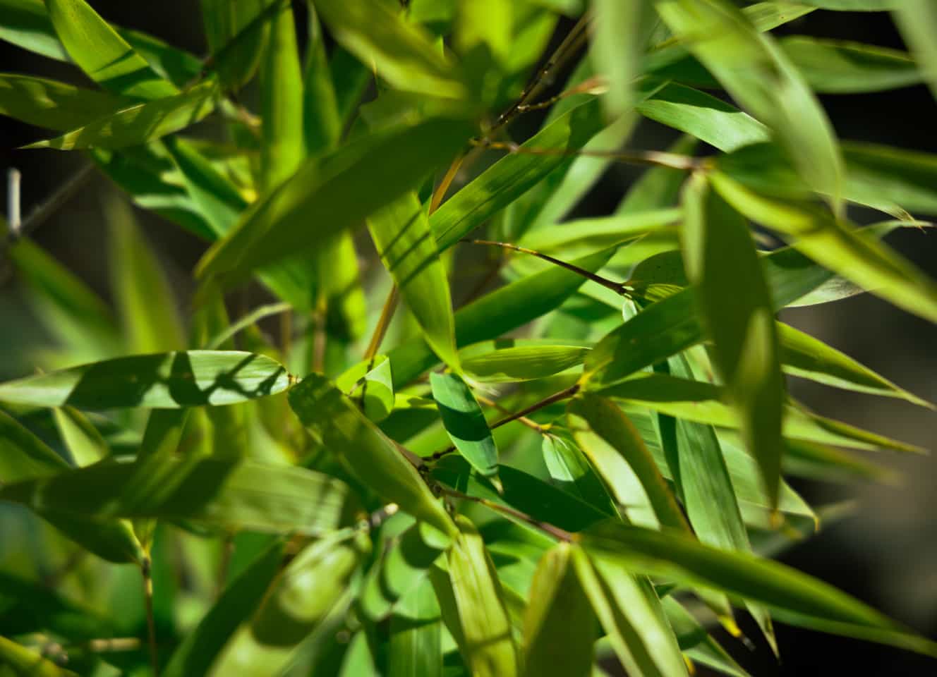 Close-up of vibrant green bamboo leaves with sunlight filtering through, creating a mix of light and shadow across the foliage. The background is blurred, emphasizing the sharpness of the leaves in the foreground.