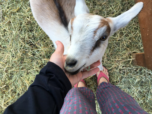 What I've Learned About Goats Working at Bend Soap Company