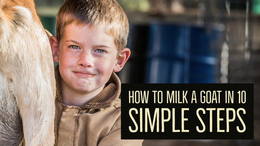 How to Milk A Goat in 10 Simple Steps